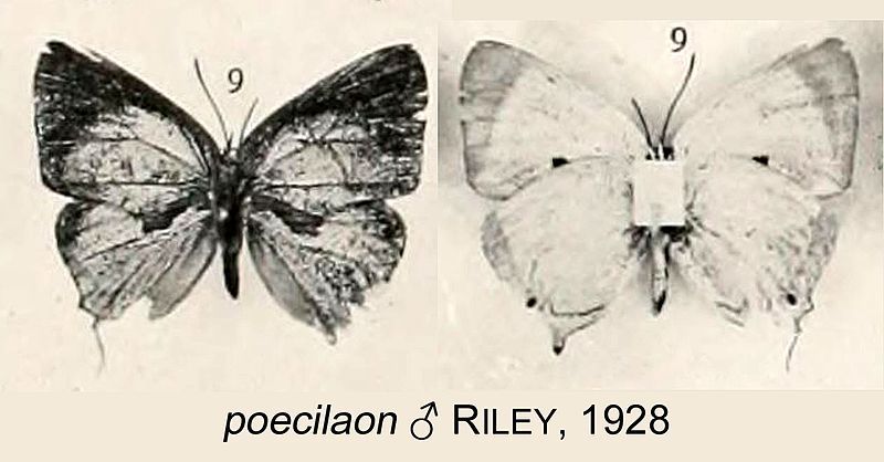 File:PoecilaonRiley1928OD.jpg