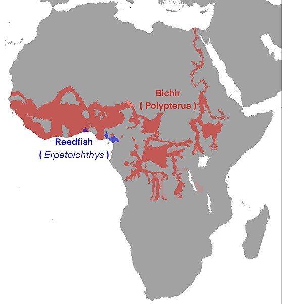 File:Polypteridae Map.jpg