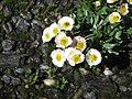 Ranunculus glacialis