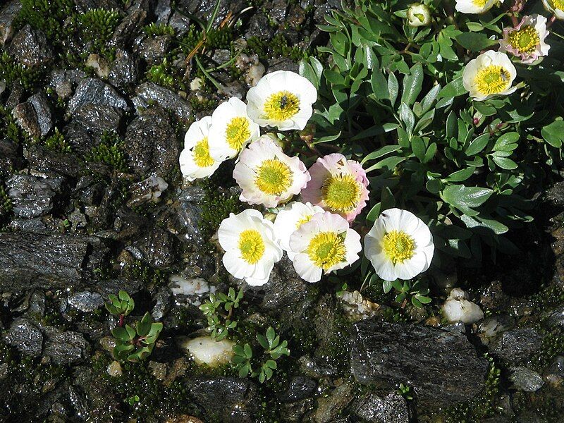 File:Ranunculus glacialis02.jpg