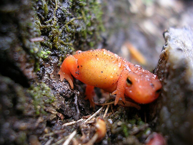 File:Red-spotted newt crevice.JPG