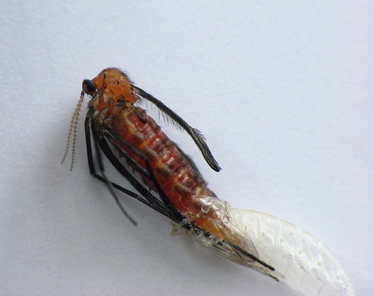 File:Rhopalomyia solidaginis eclosion.jpg