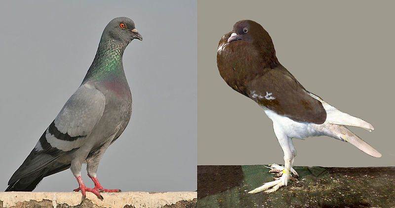 File:Rock-pigeon-and-English-pouter.jpg