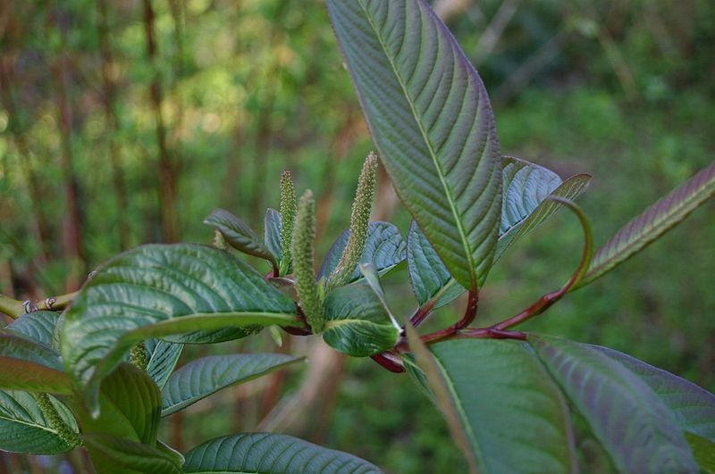 File:Salix-moupinensis-leaves.JPG