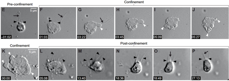 File:Salpingoeca rosetta elife-61037-fig1-E-P.png