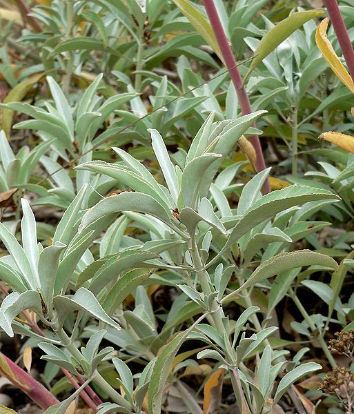 File:Salvia apiana 2.jpg