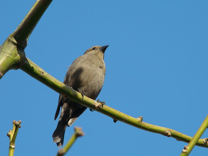 File:Shiny Cowbird (female).JPG