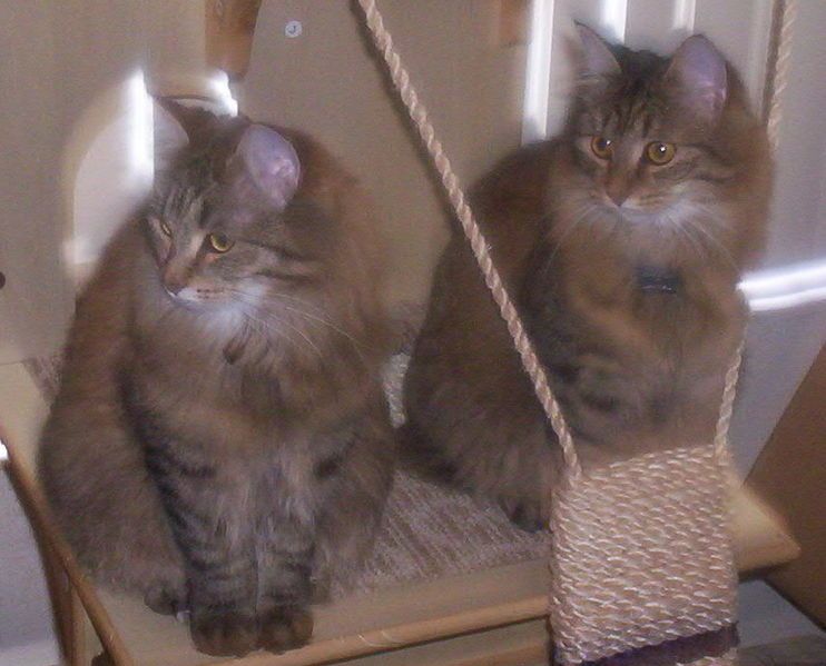 File:Siberian-brown-mackerel-tabby-kittens-8lbs-12months-old-sisters.jpg