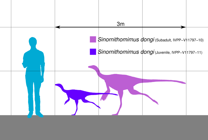 File:Sinornithomimus Scale.svg