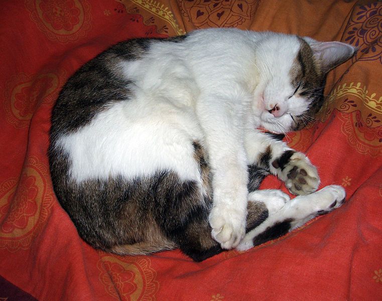 File:SleepingCat.jpg