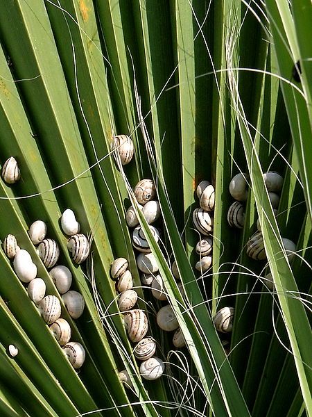 File:Snails in Cyprus.jpg