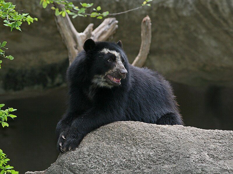 File:Spectacled Bear Barquisimeto.jpg