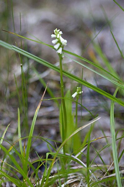 File:Spiranthes lucida BWF1-2691-92.jpg