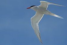 South American tern