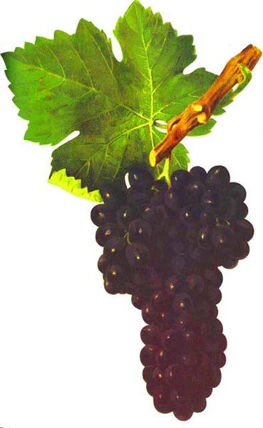 File:Syrah.jpg