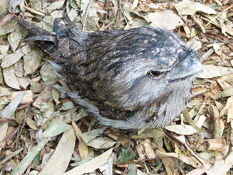 File:TawnyFrogmouth2007.jpg