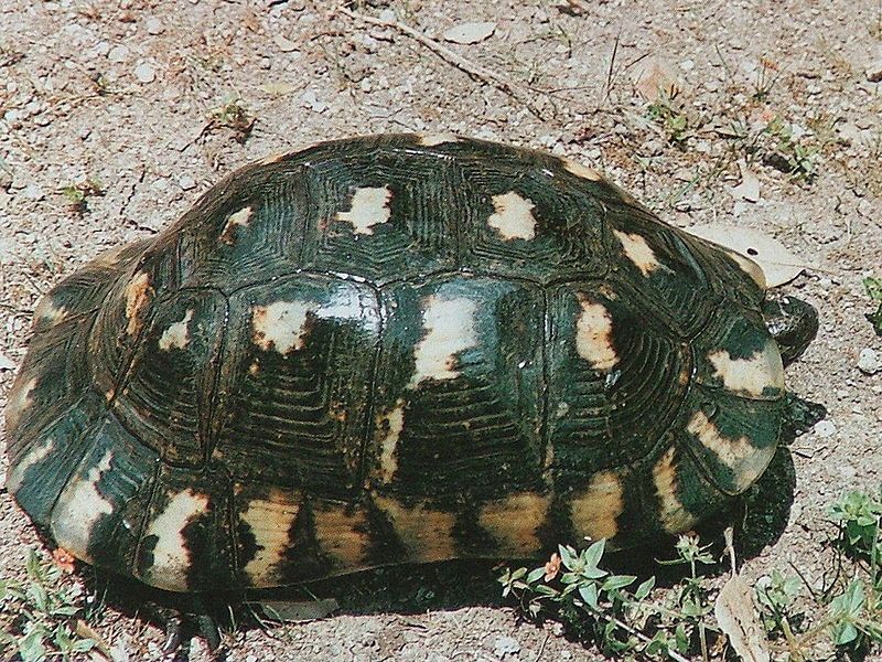 File:Testudo marginata sarda.jpg