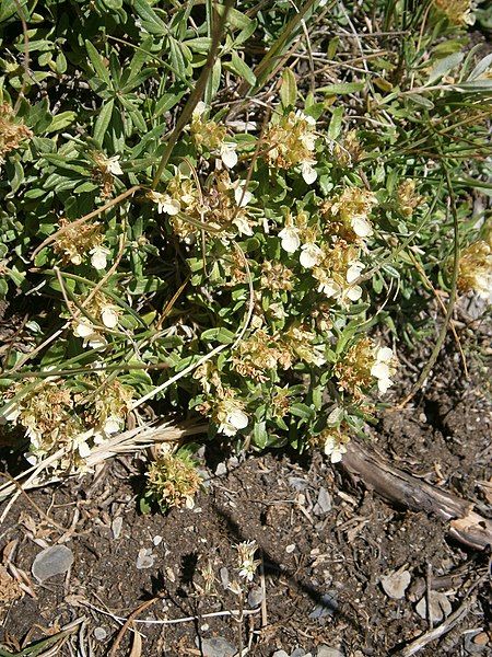 File:Teucrium montanum 2022.JPG