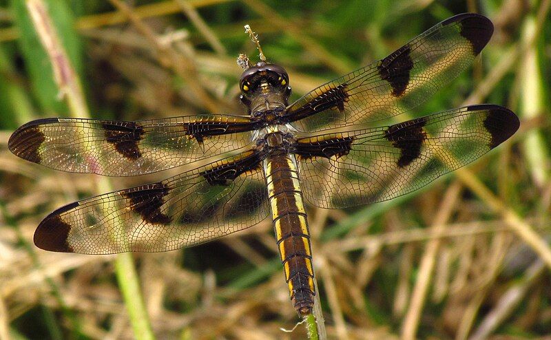 File:Twelve-spotted Skimmer, female.jpg