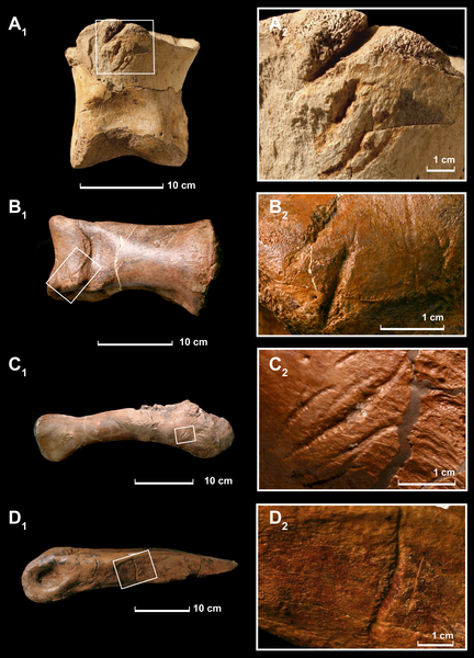 File:Tyrannosaurus cannibalism evidence.png