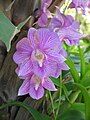 Dendrobium cultivar close-up