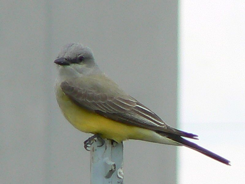 File:Western Kingbird.JPG