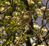 File:WillowWarbler.jpg (Willow Warbler)