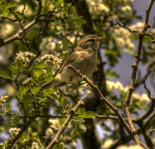 File:WillowWarbler.jpg