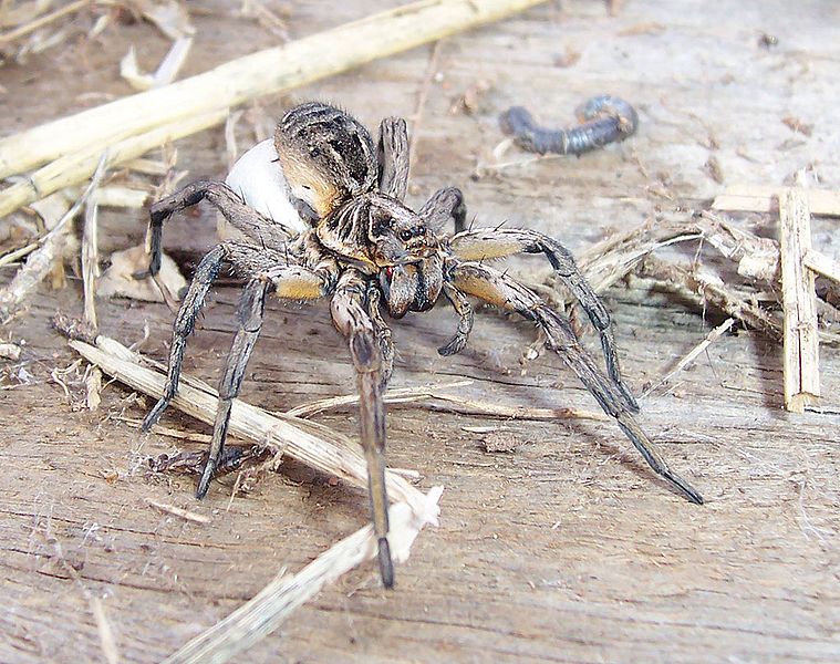 File:Wolf spider&egg sac02.jpg