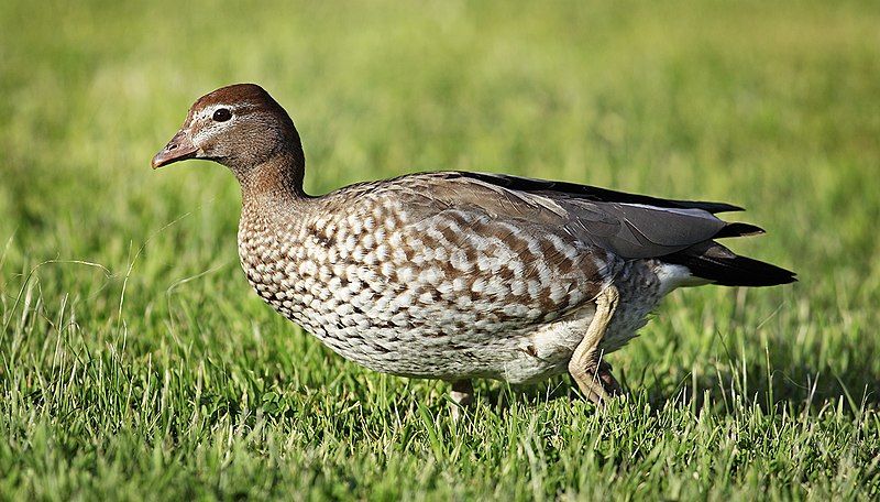 File:Wood-Duck-female.jpg