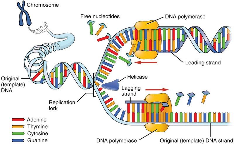 File:0323 DNA Replication.jpg