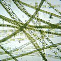 Image 2Zygnema. 10× objective, 15× eyepiece; numbered ticks are 122 µM apart.