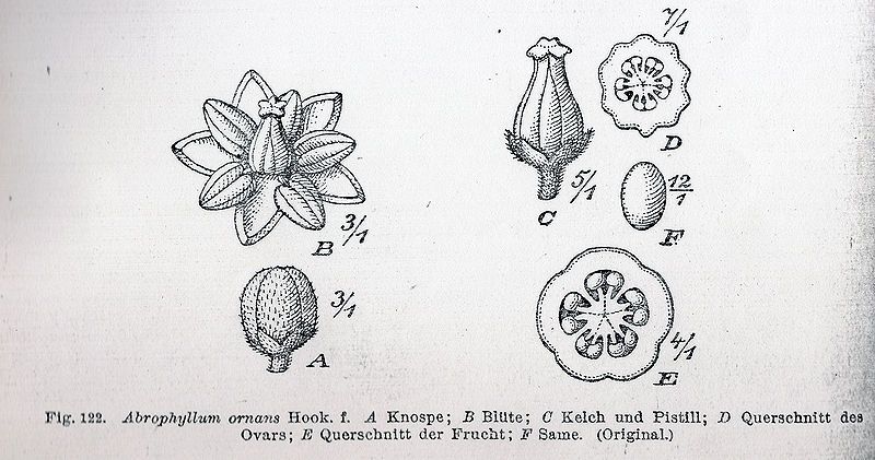 File:Abrophyllum Nat Pfl.jpg