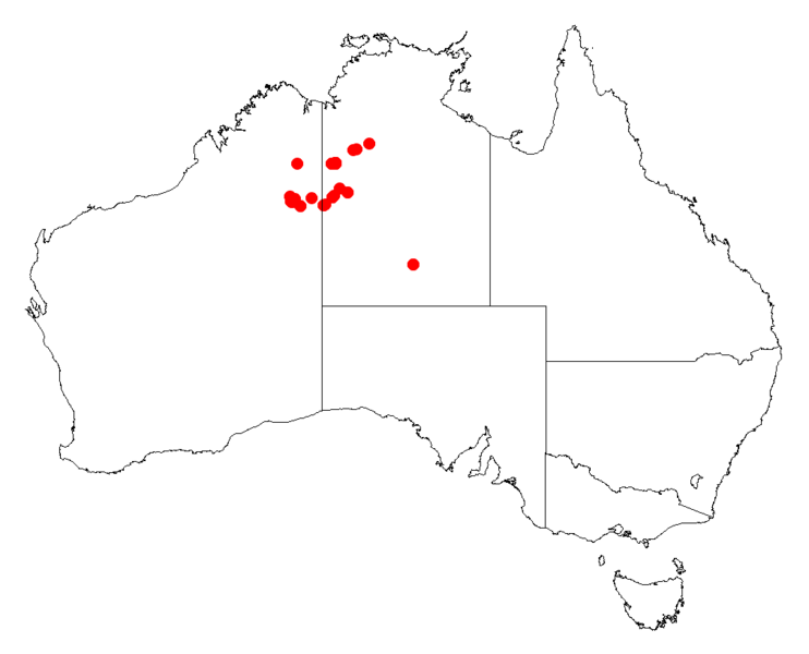 File:Acacia maconochieanaDistMap569.png