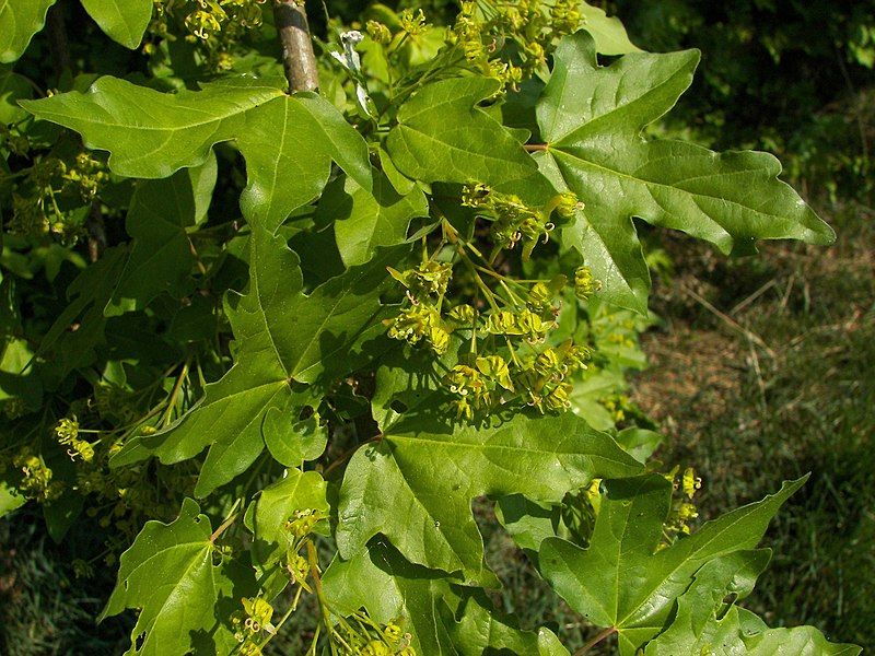 File:Acer campestre 007.jpg