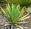 Agave murpheyi