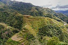 A terraced hillside, seen from above