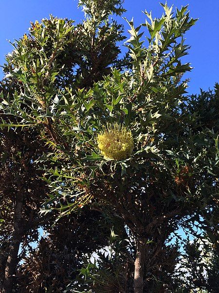 File:Banksia hirta.jpg