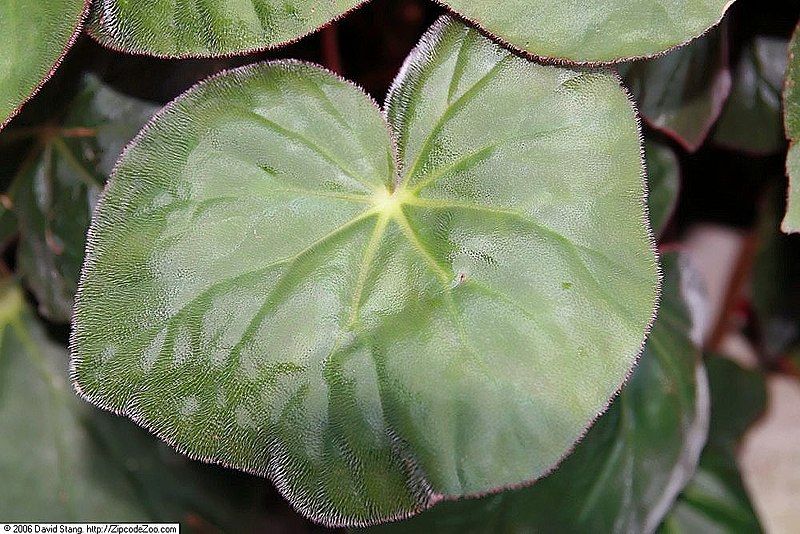 File:Begonia acetosa 1zz.jpg