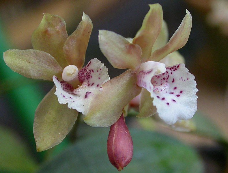 File:Bifrenaria silvana (cropped).jpg