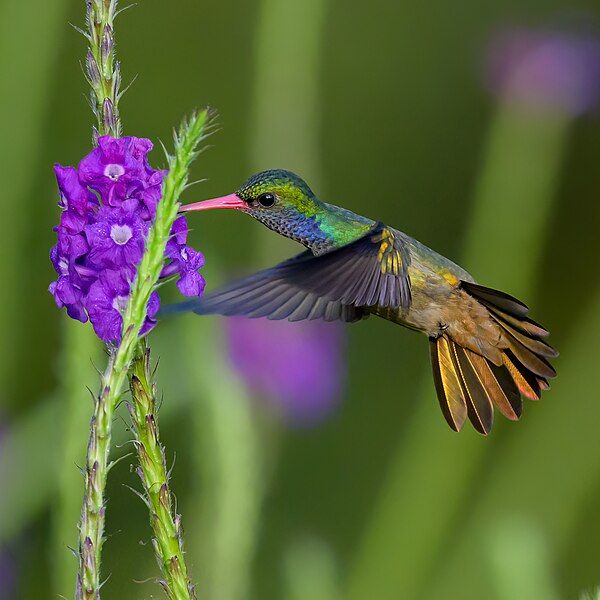 File:Blue-throated Goldentail.jpg