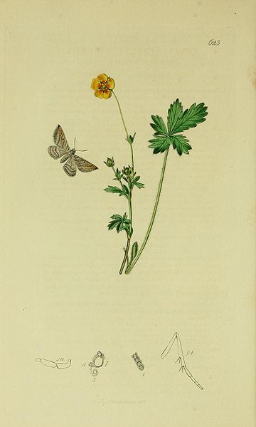 File:Britishentomologyvolume6Plate623.jpg