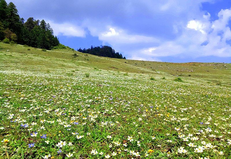 File:Bucci Flower.jpg