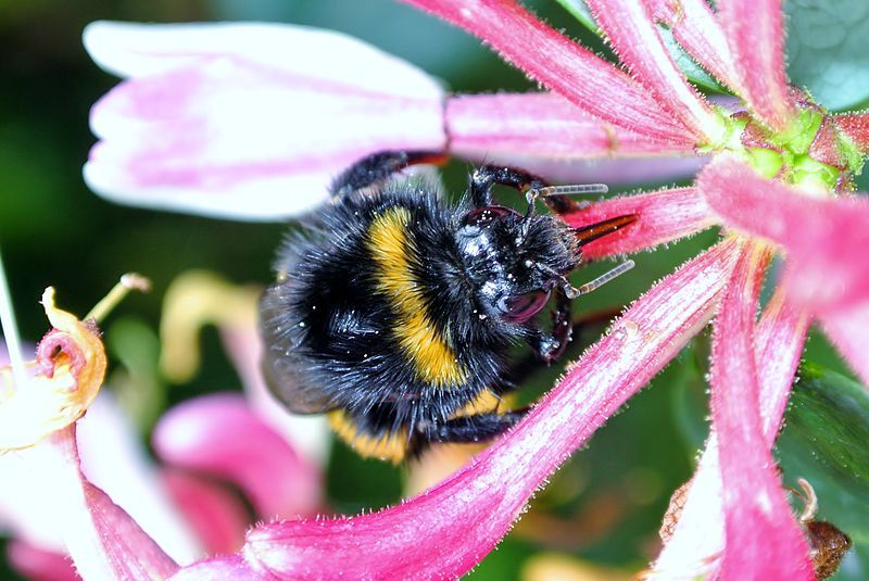 File:Bumble bee feeding.JPG