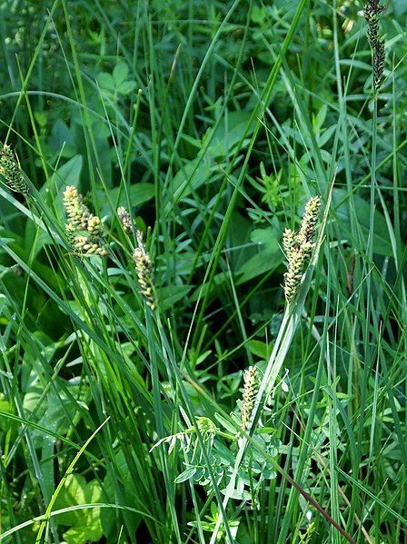 File:Carex hartmanii.JPG