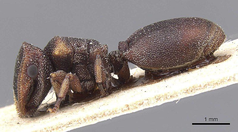 File:Cephalotes fossithorax.jpg