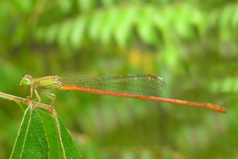 File:Ceriagrion glabrum edit1.jpg