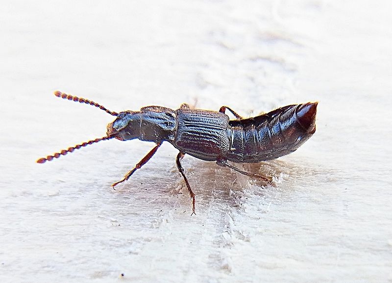 File:Coprophilus striatulus.JPG