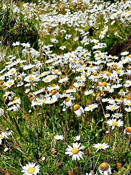 File:Daisy on Loolmalasin.jpg