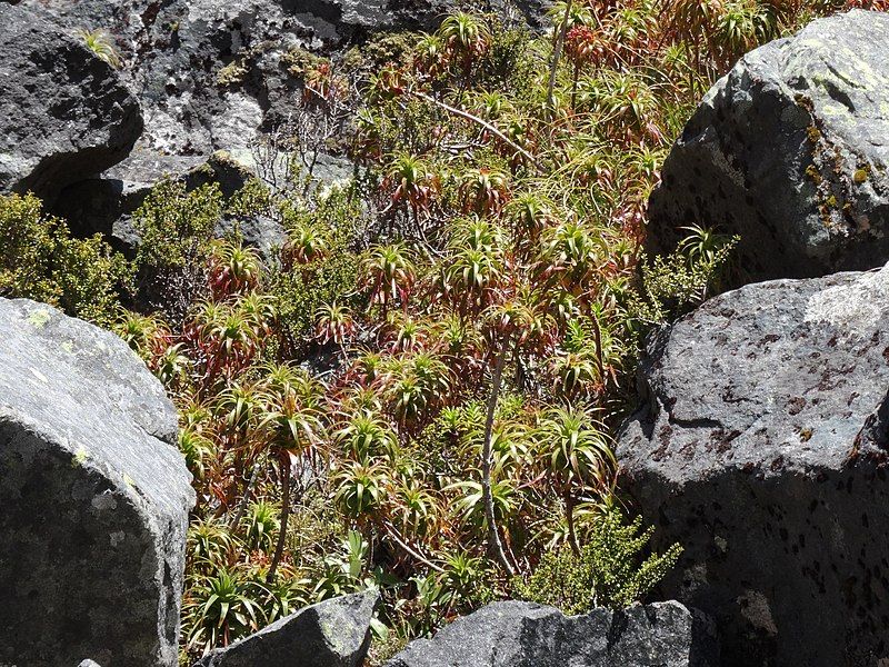 File:Dracophyllum menziesii clump.jpg